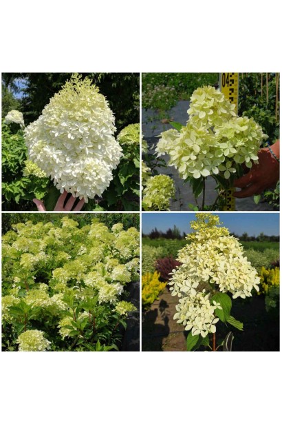 Hydrangea paniculata Phantom